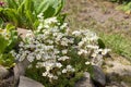 White spring flowers of saxifraga Ãâ arendsii blooming in rock garden, close up Royalty Free Stock Photo